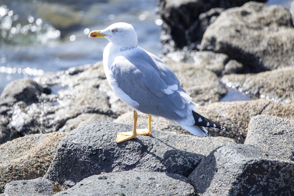 Средиземноморская чайка - ML646286608