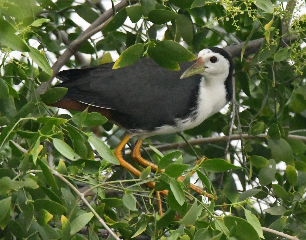 Белогрудый погоныш - ML646286611