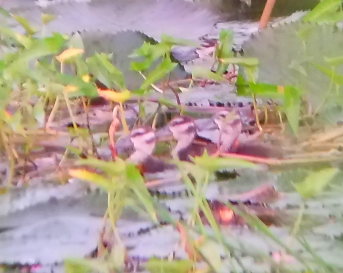 Странствующая древесная утка - ML646286613