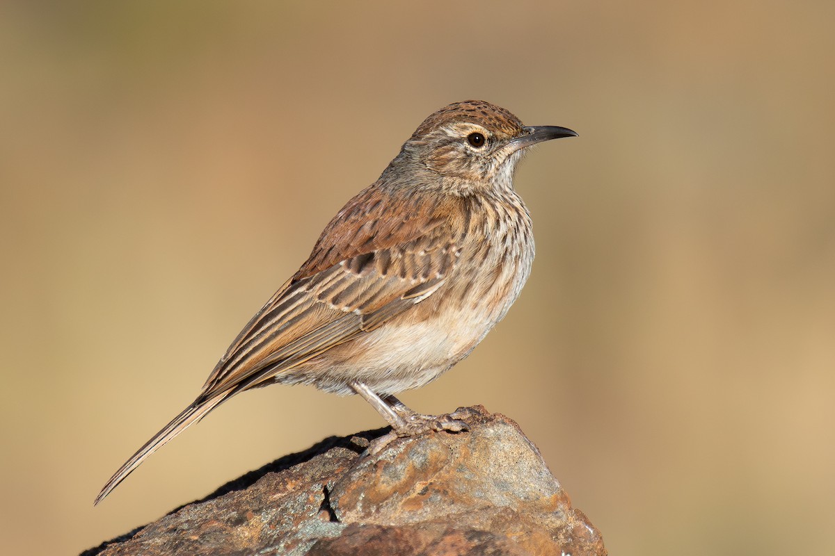 Karoo Long-billed Lark (Karoo) - ML646286616
