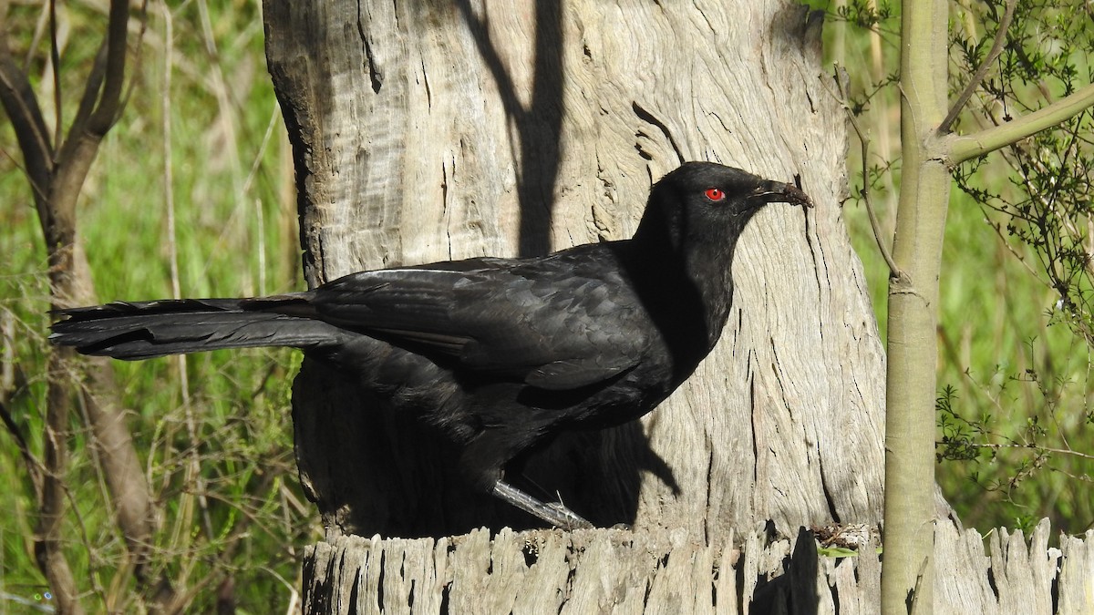 Вайю - ML646286619