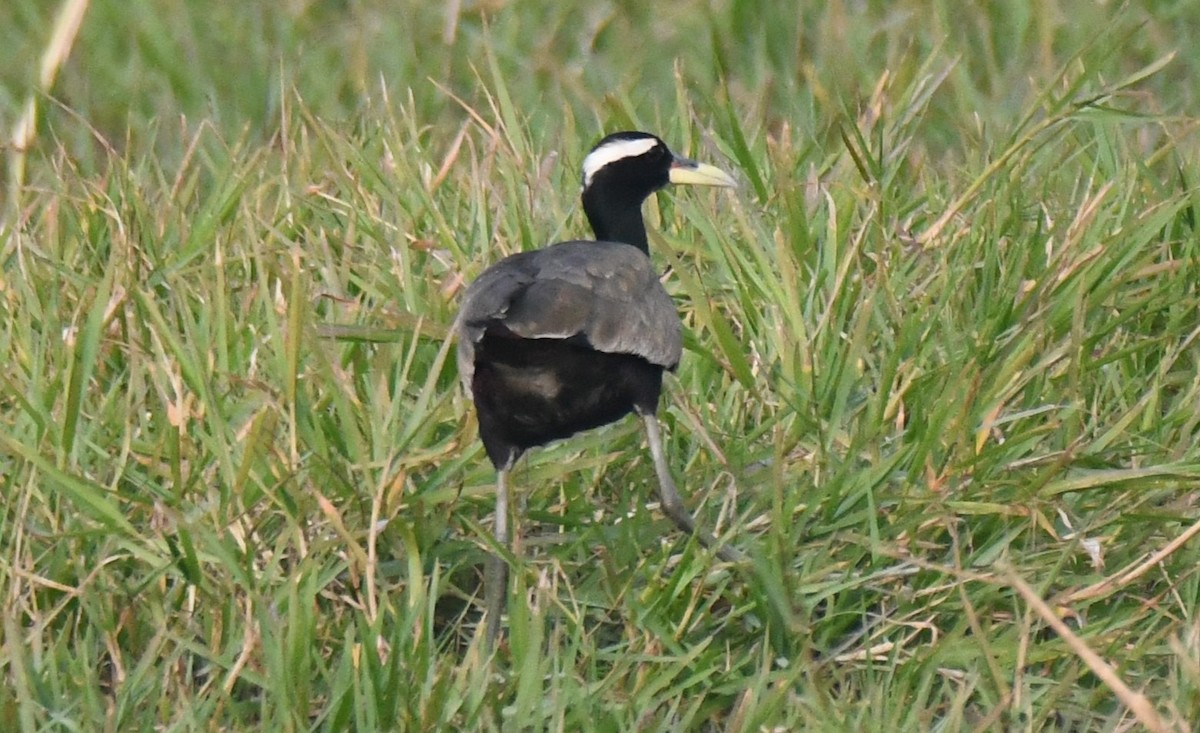 Бронзовокрылая якана - ML646286621