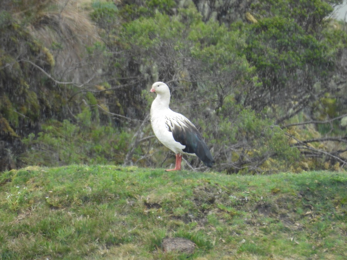 Андский гусь - ML646286624