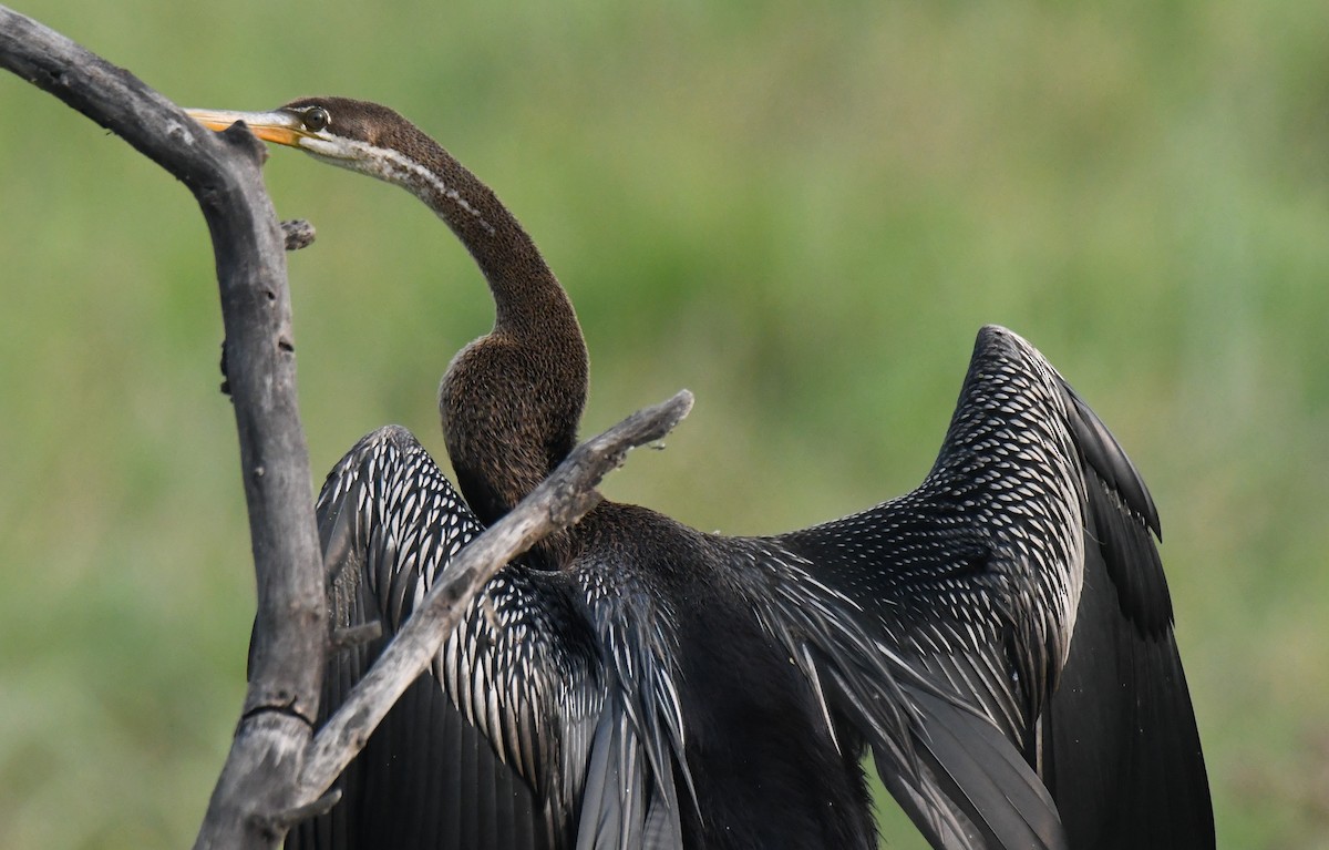 Азиатская змеешейка - ML646286628