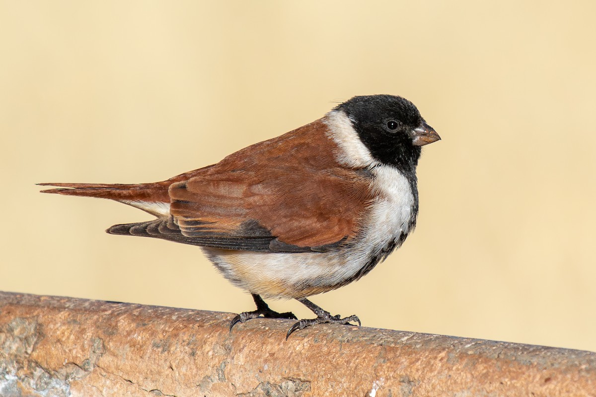 Трёхцветный вьюрок - ML646286630