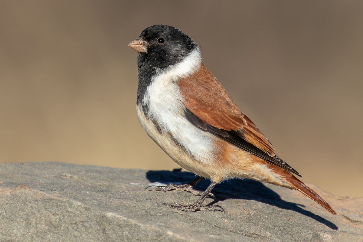 Трёхцветный вьюрок - ML646286631