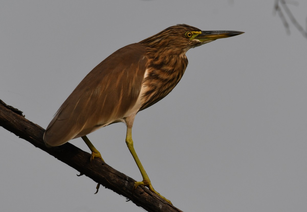 Индийская прудовая цапля - ML646286632