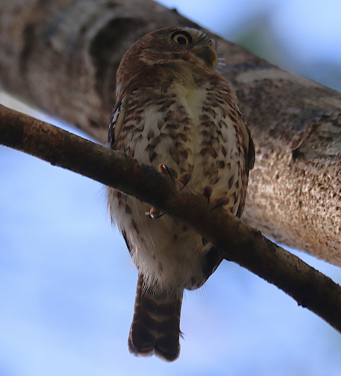 Кубинский сычик - ML646286633