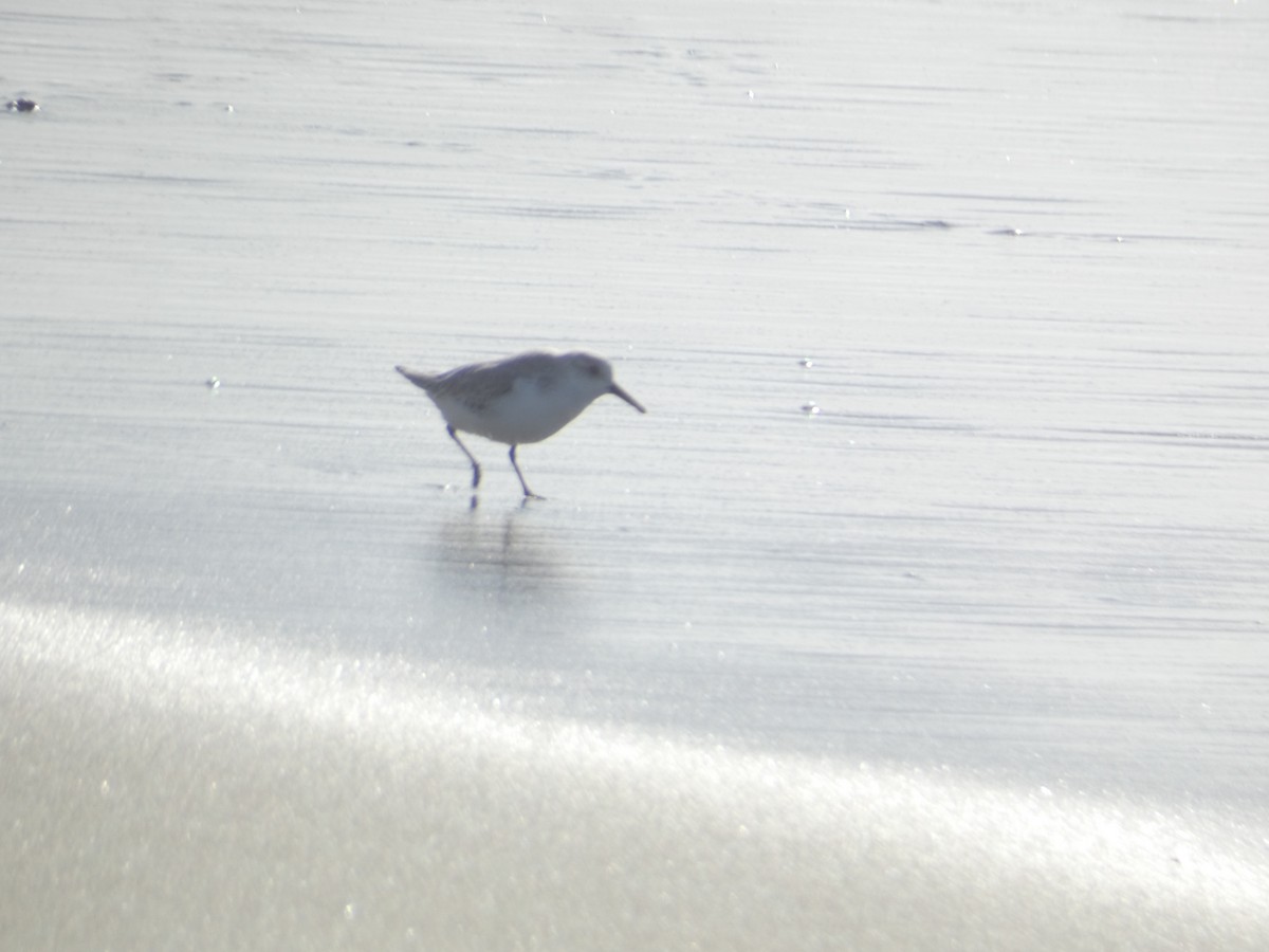 Песчанка - ML646286634