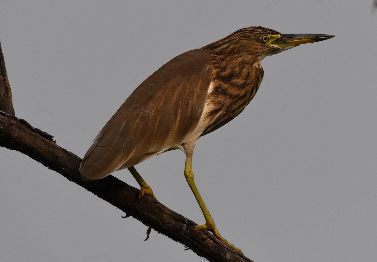 Индийская прудовая цапля - ML646286635