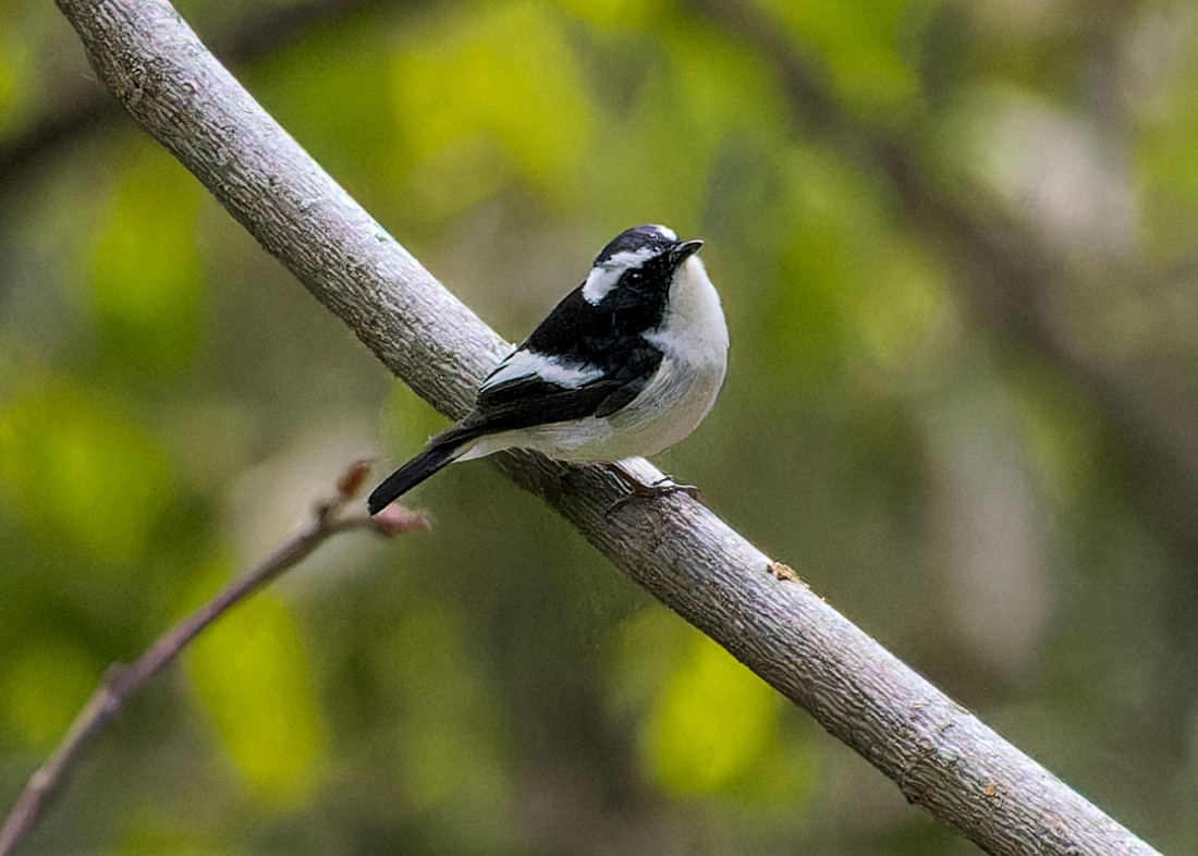 Сорочья мухоловка - ML646286636