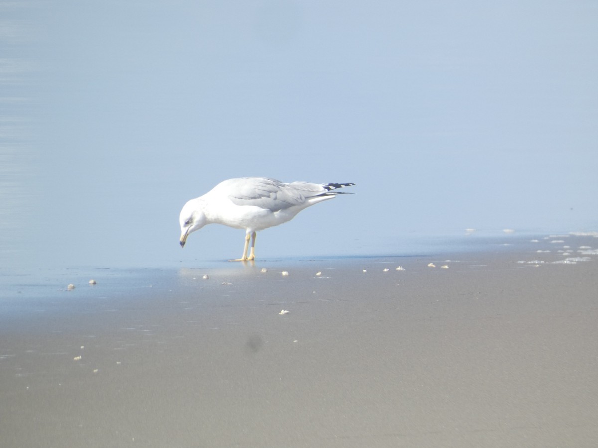 Делавэрская чайка - ML646286637