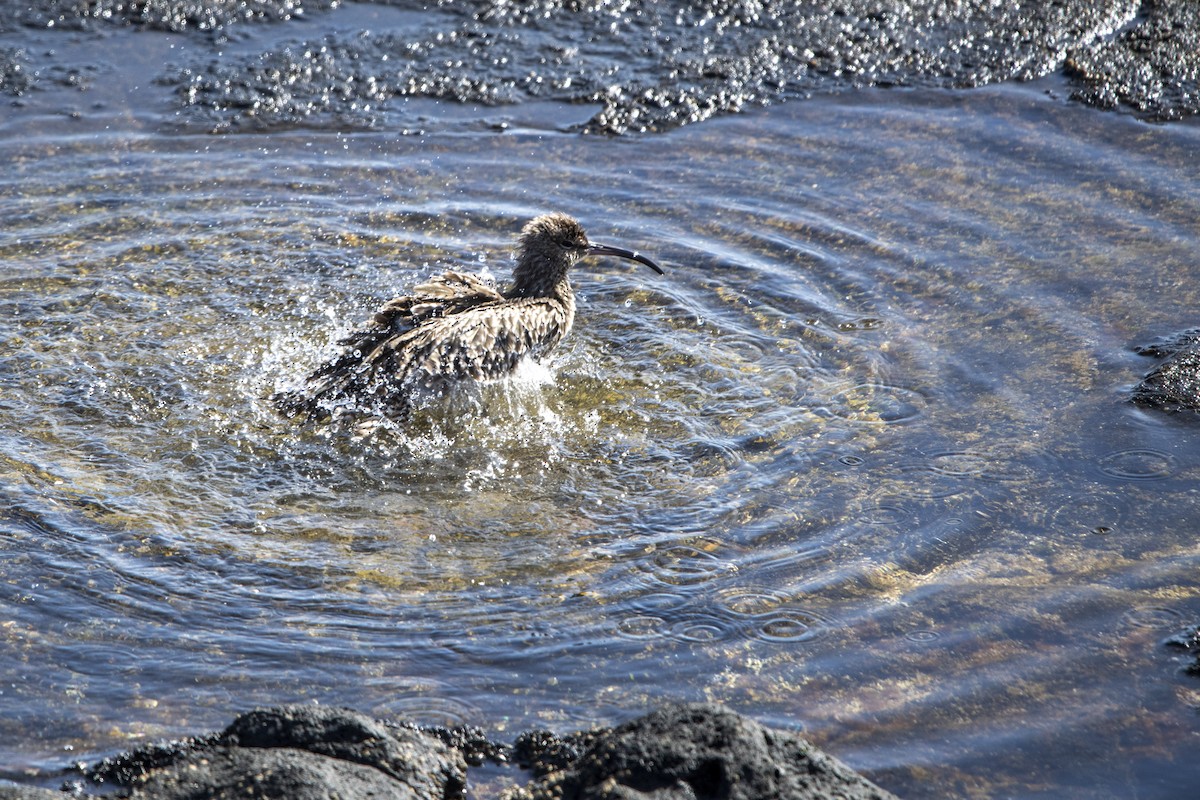 Eurasian Whimbrel - ML646286638