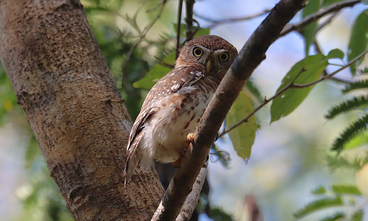 Cuban Pygmy-Owl - ML646286640