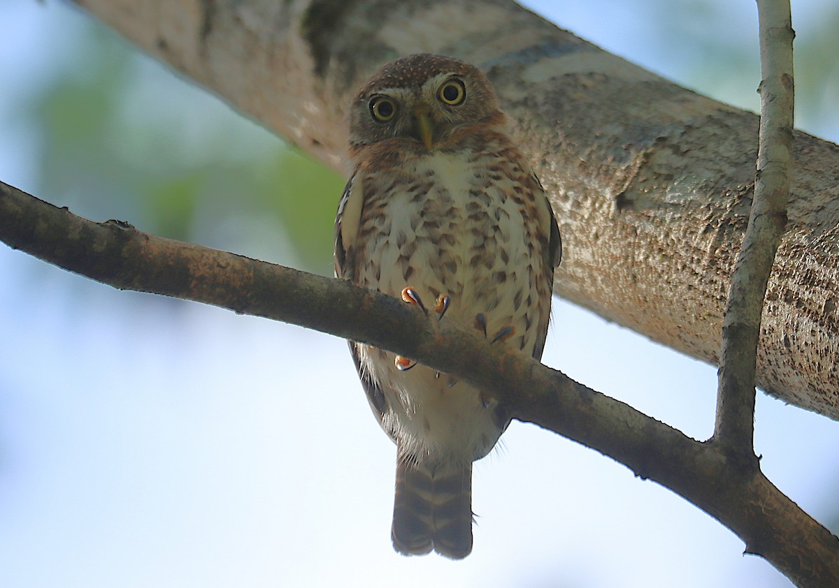 Cuban Pygmy-Owl - ML646286643