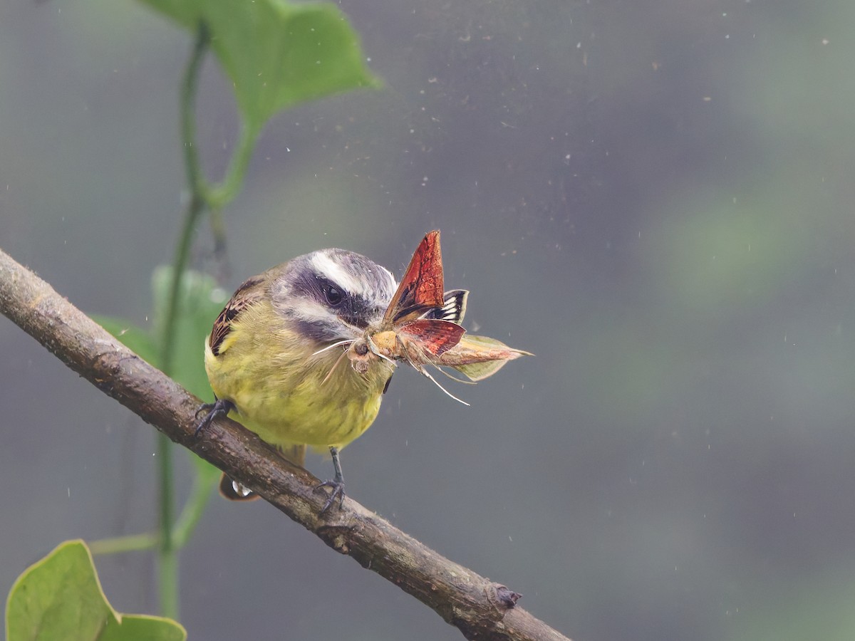 Golden-bellied Flycatcher - ML646286645
