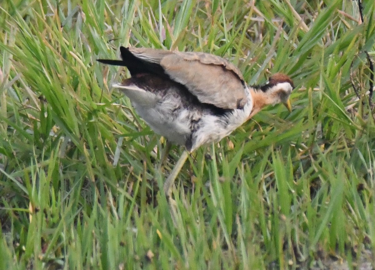 Фазанохвостая якана - ML646286646