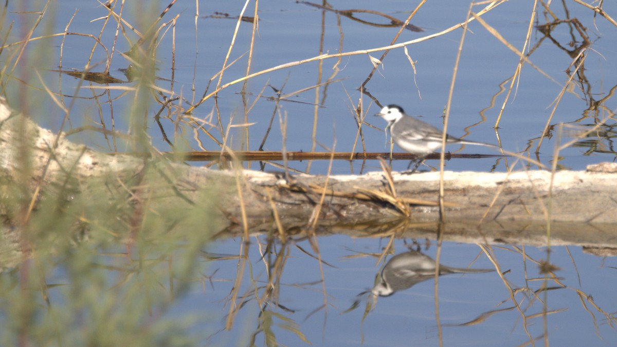 White Wagtail - ML646286647