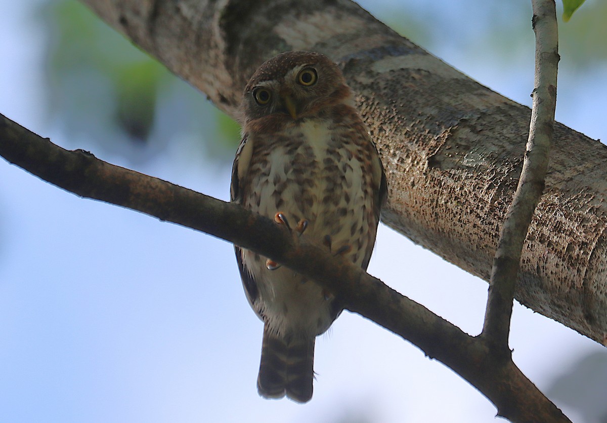 Cuban Pygmy-Owl - ML646286648