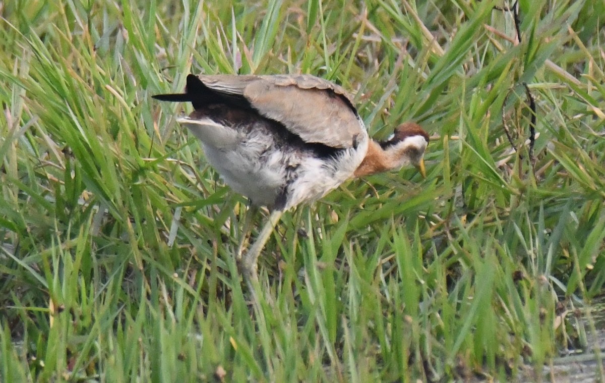 Фазанохвостая якана - ML646286652