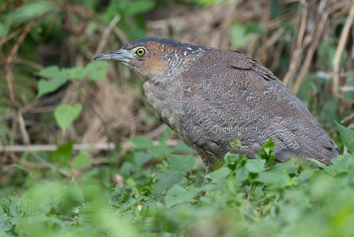 Malay Gece Balıkçılı - ML646286653