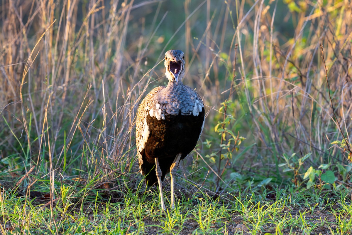 Red-crested Bustard - ML646286654