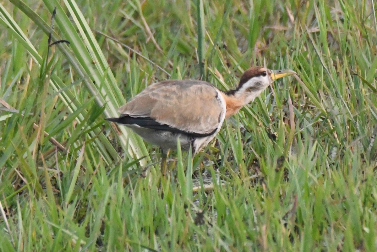 Фазанохвостая якана - ML646286655