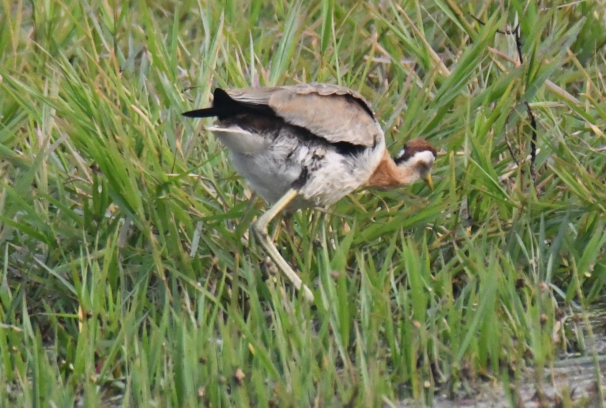 Фазанохвостая якана - ML646286658