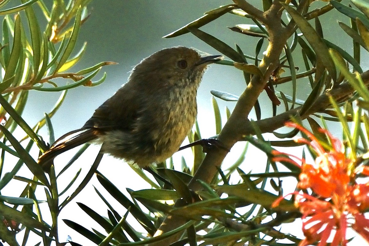Brown Thornbill - ML646286664