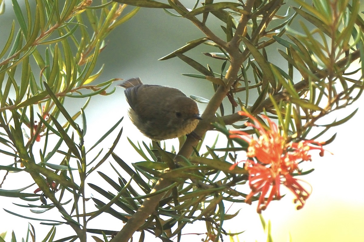 Brown Thornbill - ML646286665