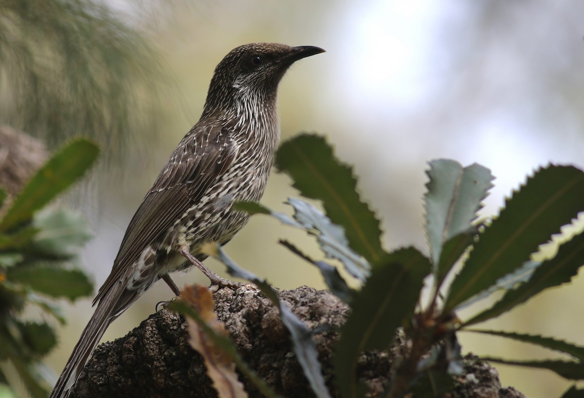 Little Wattlebird - ML646286666