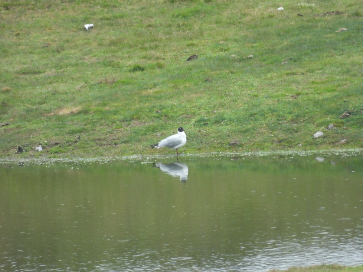 Mouette des Andes - ML646286667