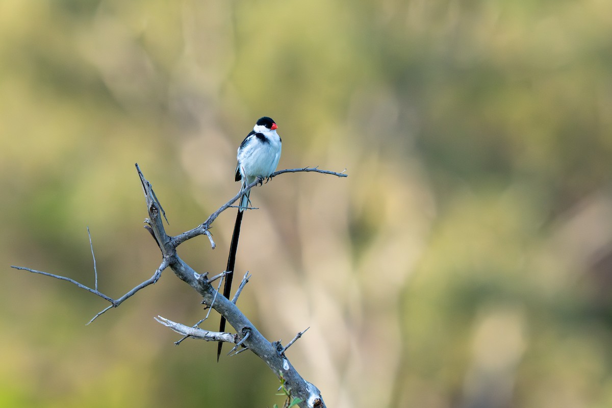 針尾維達雀 - ML646286669