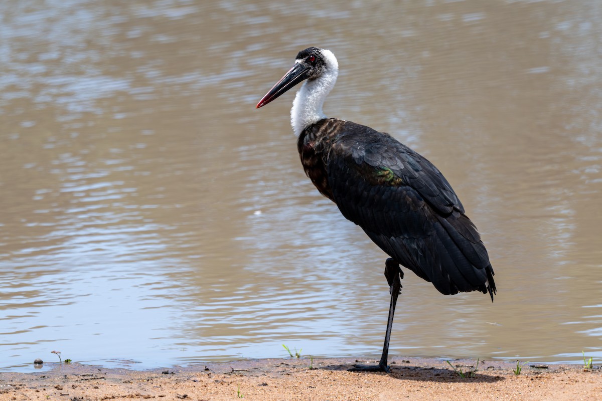 African Woolly-necked Stork - ML646286672