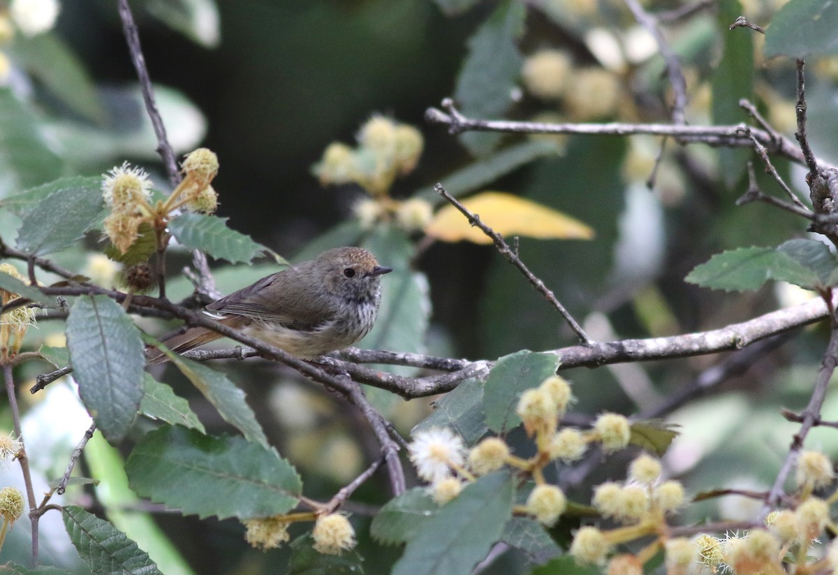 Brown Thornbill - ML646286675