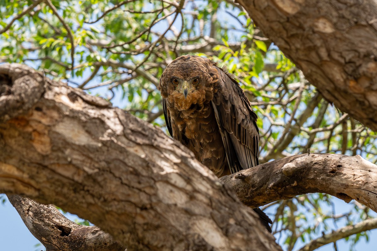 Bateleur - ML646286676