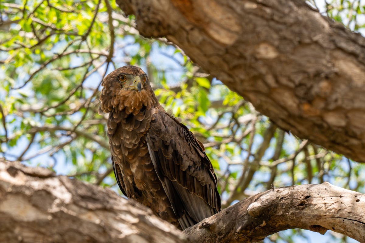 Bateleur - ML646286677