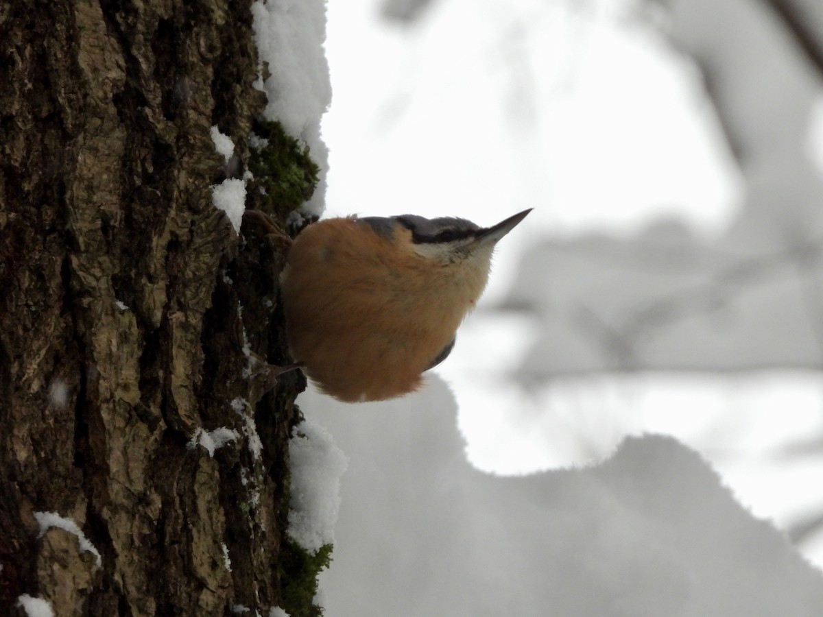 Eurasian Nuthatch (Western) - ML646286679