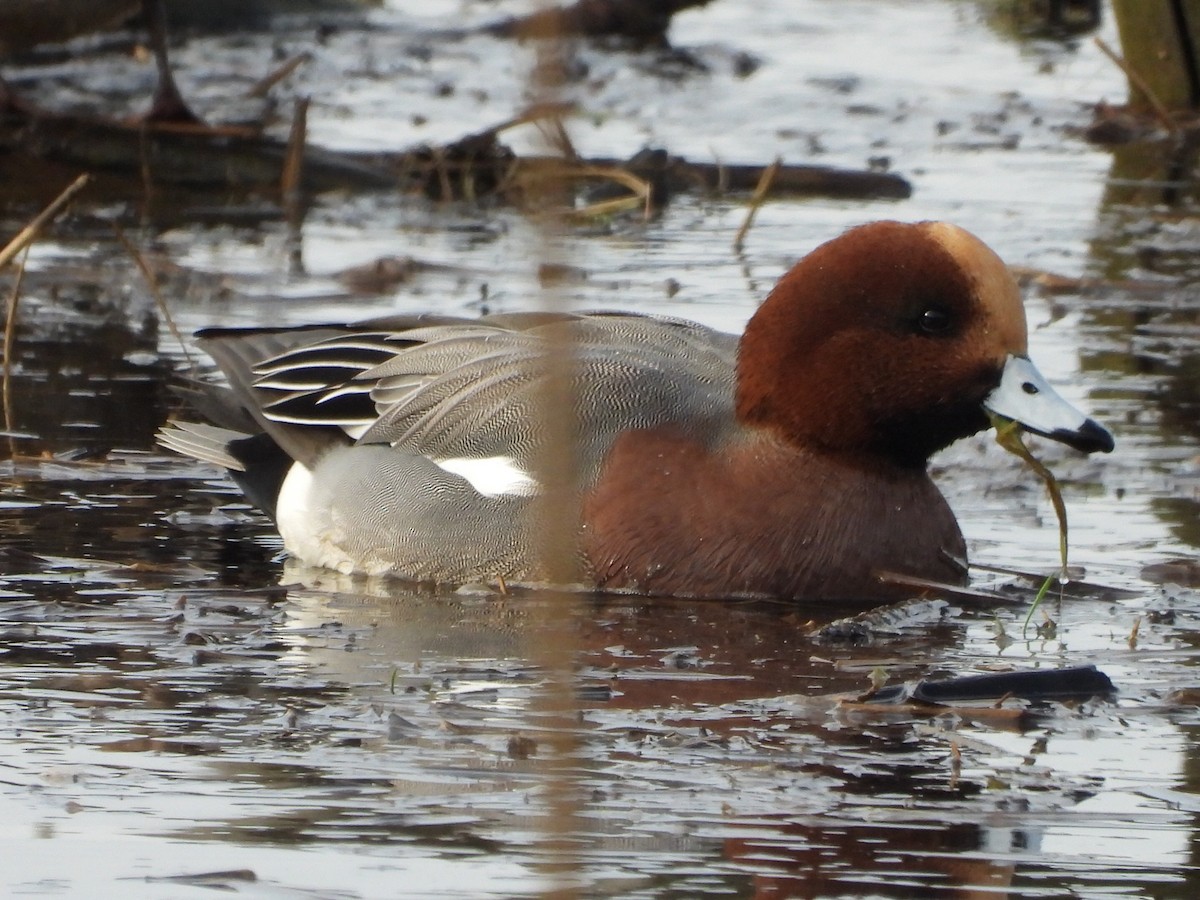 Eurasian Wigeon - ML646286680