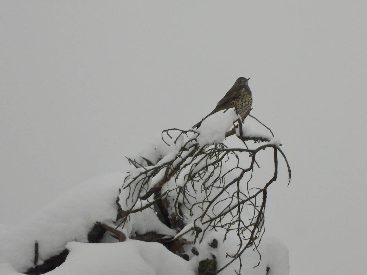 槲鶇 - ML646286682