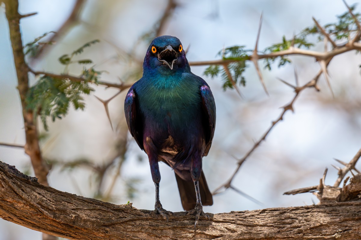 blåøreglansstær - ML646286683