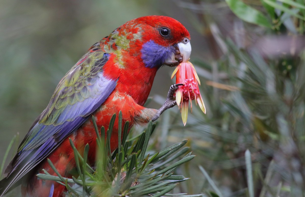 Crimson Rosella - ML646286688