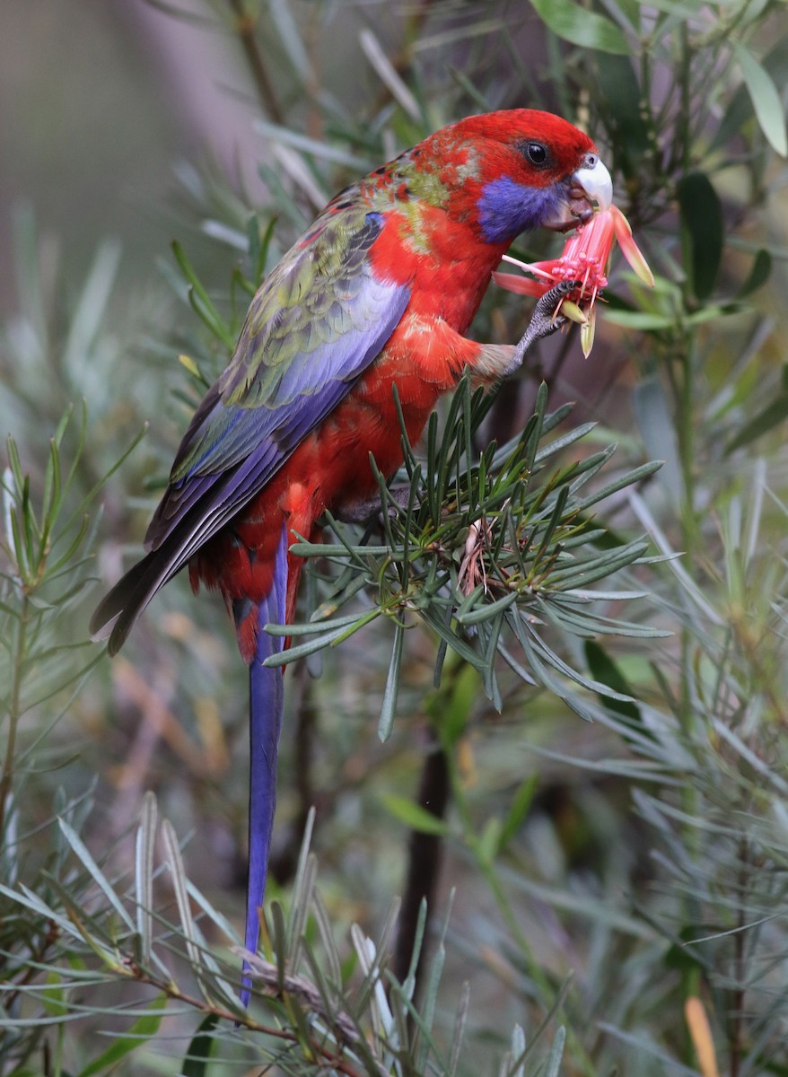 Crimson Rosella - ML646286689