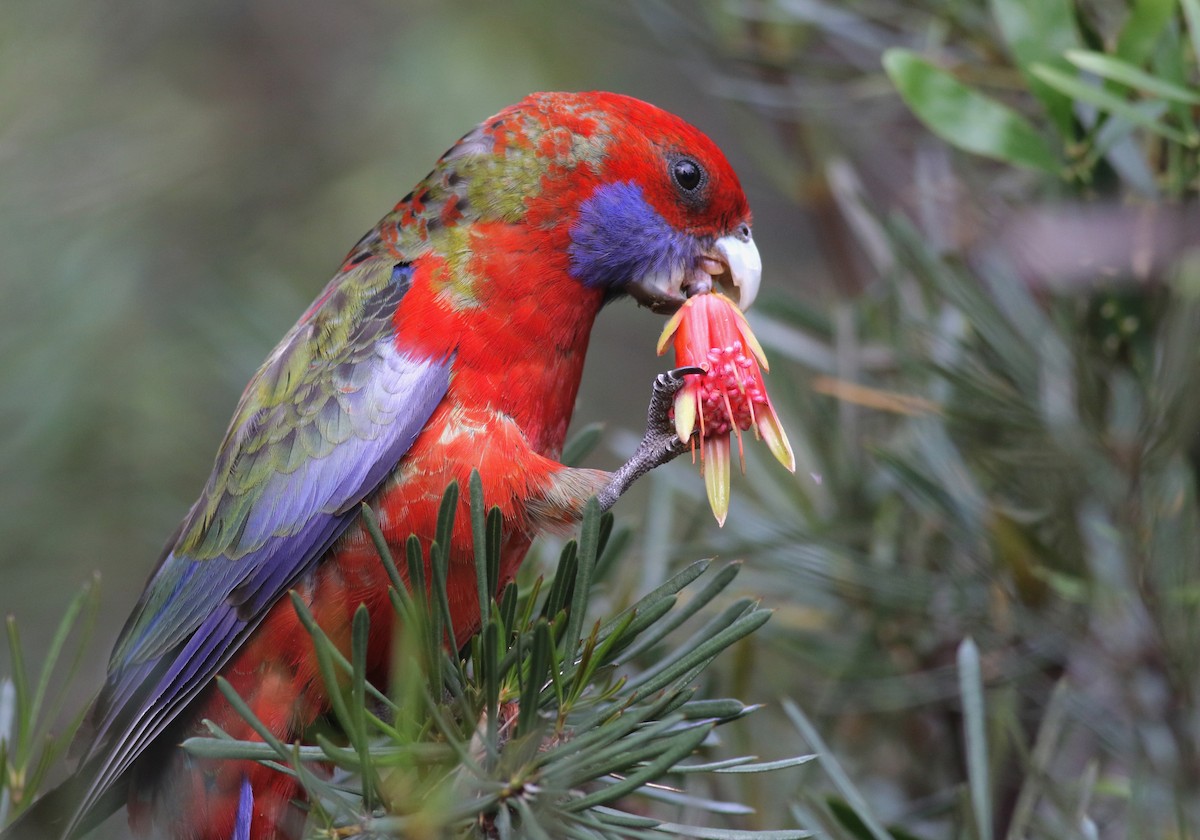 Crimson Rosella - ML646286690