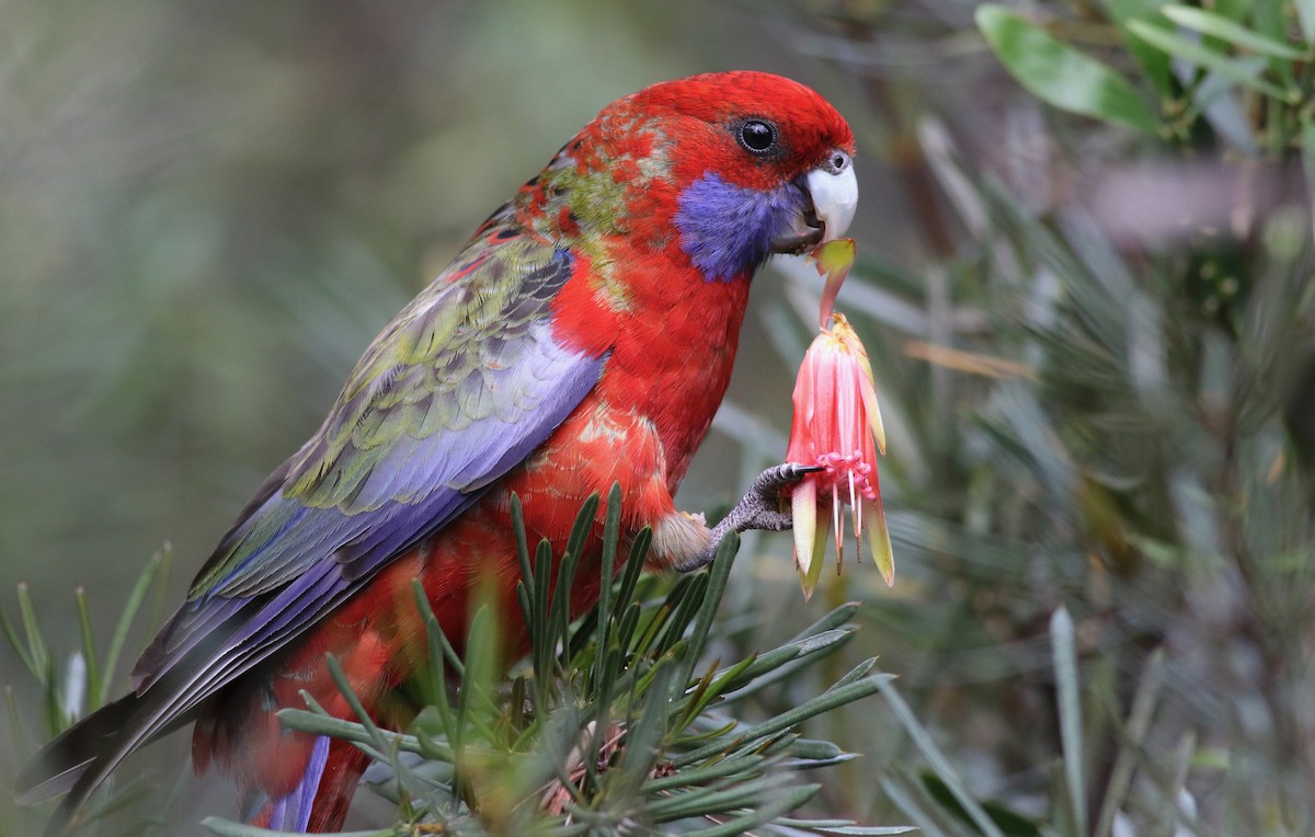 Crimson Rosella - ML646286691