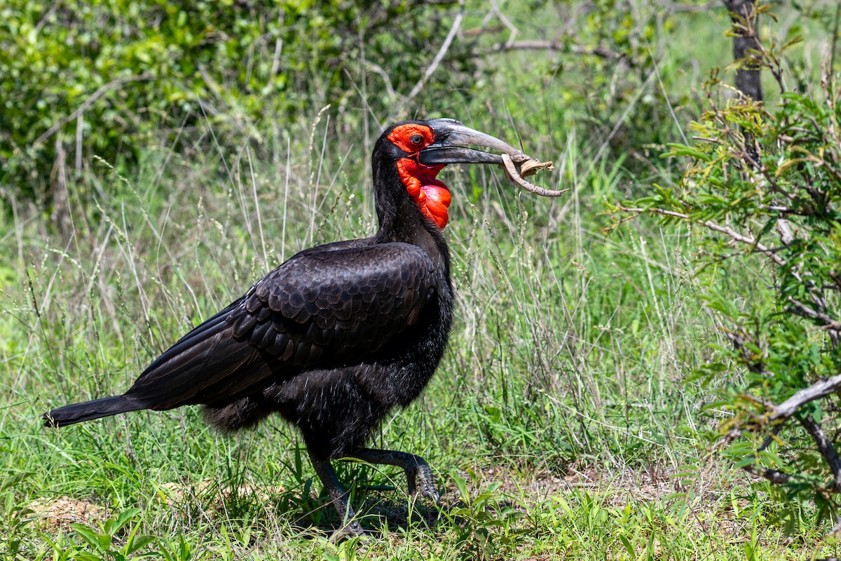 Southern Ground-Hornbill - ML646286700