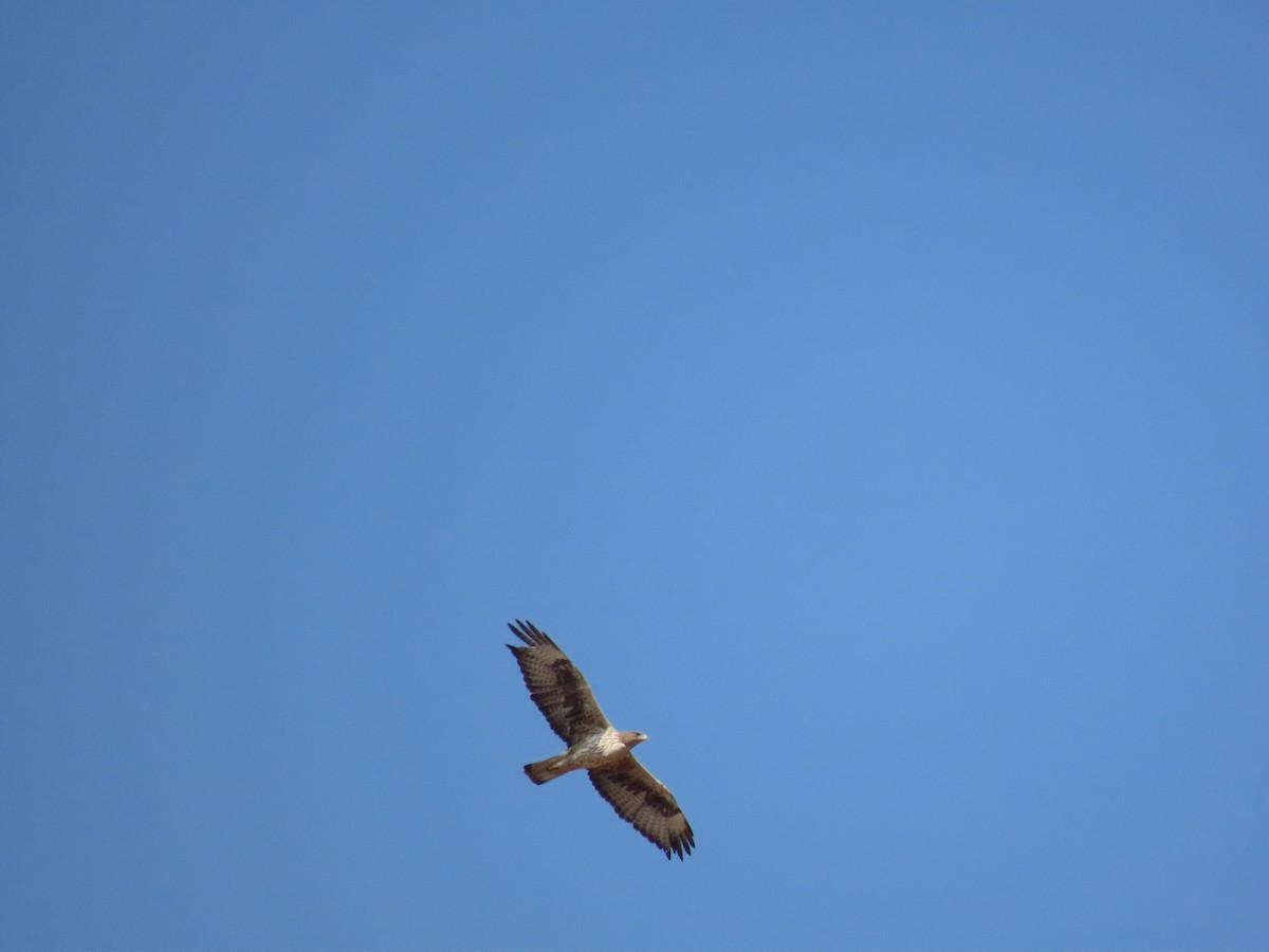 Орел яструбиний - ML646286703