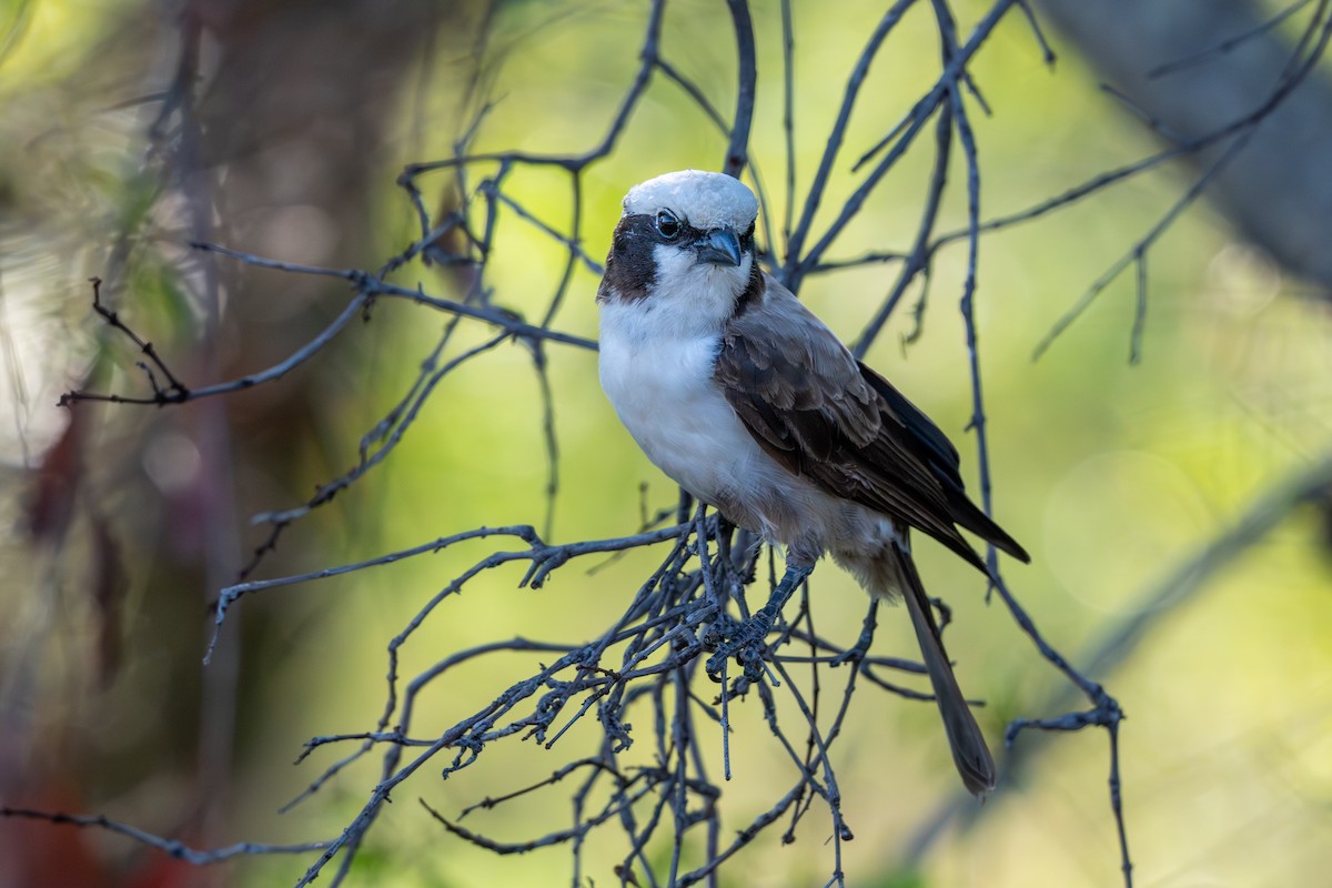 White-crowned Shrike - ML646286705