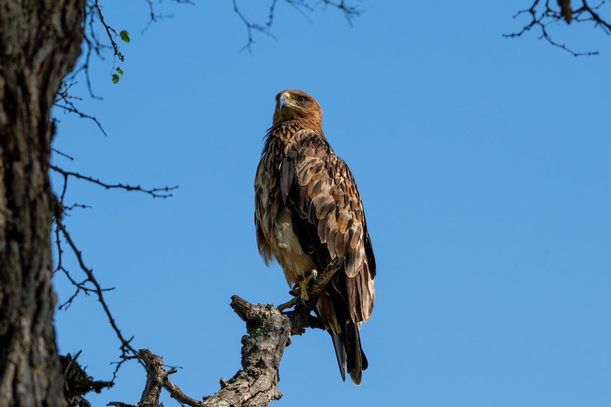 Tawny Eagle - ML646286712
