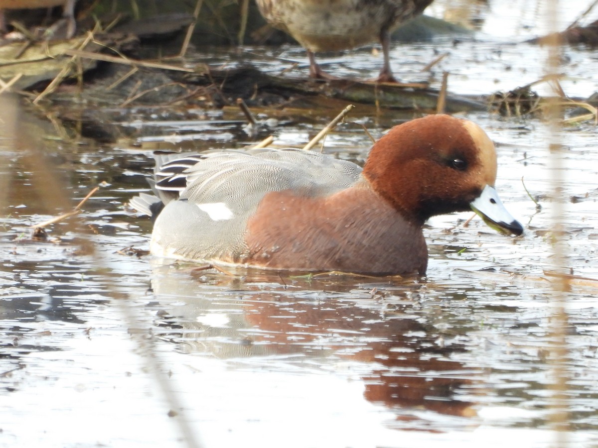Eurasian Wigeon - ML646286715